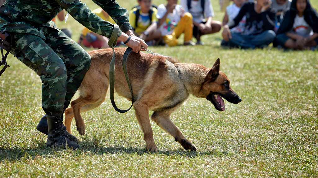canine police unit drills with master